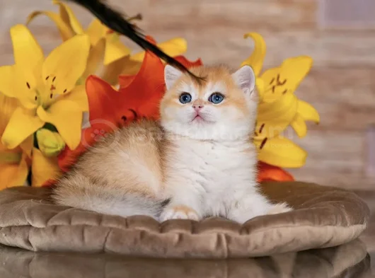 Orijinal Irk Garantili British Shorthair Golden Bebekler görsel