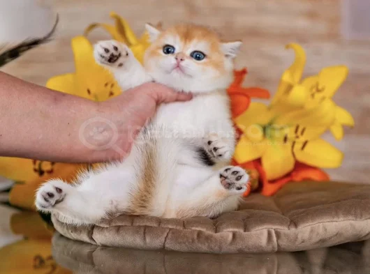 Orijinal Irk Garantili British Shorthair Golden Bebekler görsel