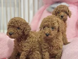 Sağlık Ve Irk Garantili En Tatlıı Poodle Yavrularr