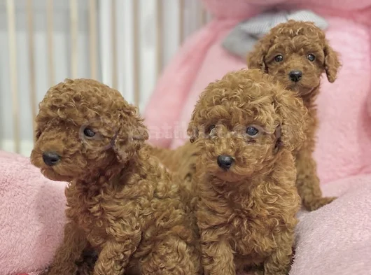 Sağlık Ve Irk Garantili En Tatlıı Poodle Yavrularr görsel