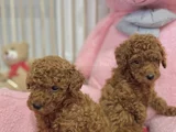 Sağlık Ve Irk Garantili En Tatlıı Poodle Yavrularr