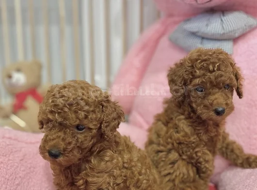 Sağlık Ve Irk Garantili En Tatlıı Poodle Yavrularr görsel