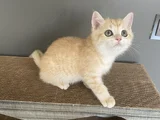 Golden British Shorthair  Ny12  Erkek Ve Dişi Yavrular
