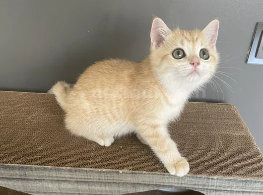 Golden British Shorthair  Ny12  Erkek Ve Dişi Yavrular görsel