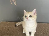 Golden British Shorthair  Ny12  Erkek Ve Dişi Yavrular