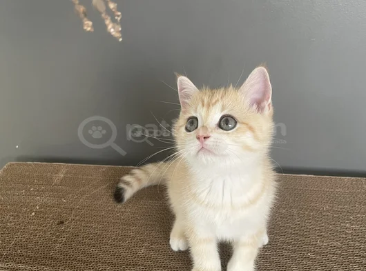 Golden British Shorthair  Ny12  Erkek Ve Dişi Yavrular görsel