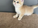 Golden British Shorthair  Ny12  Erkek Ve Dişi Yavrular