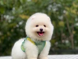 Ayi Surat Teacup Pomerani̇an Boo Yavrularimiz