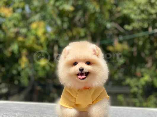 Ayi Surat Teacup Pomerani̇an Boo Yavrularimiz görsel