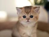 Masum Bebeğim Golden British Shorthair Ny24