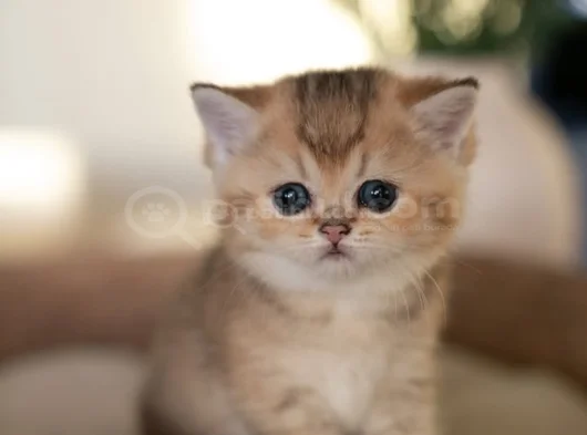 Masum Bebeğim Golden British Shorthair Ny24 görsel