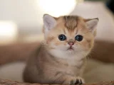 Masum Bebeğim Golden British Shorthair NY24