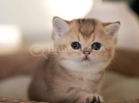 Masum Bebeğim Golden British Shorthair Ny24