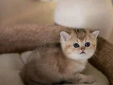 Masum Bebeğim Golden British Shorthair Ny24