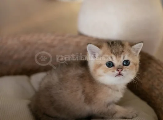 Masum Bebeğim Golden British Shorthair Ny24 görsel