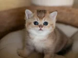 Masum Bebeğim Golden British Shorthair Ny24