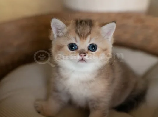 Masum Bebeğim Golden British Shorthair Ny24 görsel