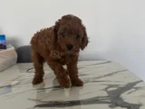 TOY POODLE