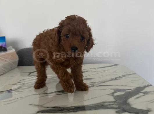 Toy Poodle