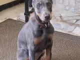 Blue Doberman Erkek Yavrular Isteğe Özel Estetik
