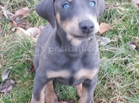 Blue Doberman Erkek Yavrular Isteğe Özel Estetik görsel