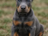 Blue Doberman Erkek Yavrular Isteğe Özel Estetik