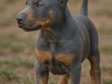 Blue Doberman Erkek Yavrular Isteğe Özel Estetik