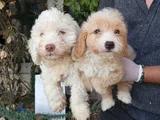 Irk Ve Sağlik Garanti̇  Malti̇poo Yavrularimiz