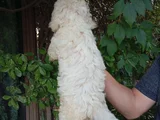 Irk Ve Sağlik Garanti̇  Malti̇poo Yavrularimiz