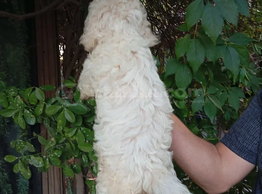 Irk Ve Sağlik Garanti̇  Malti̇poo Yavrularimiz görsel
