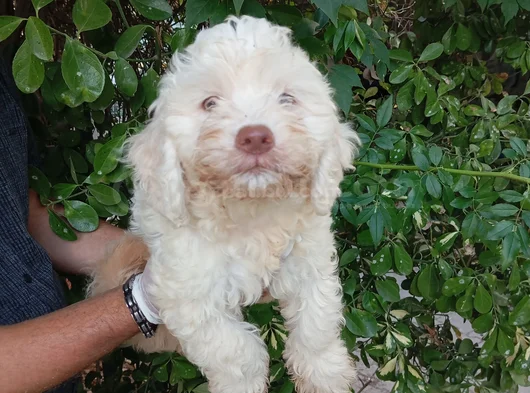 Irk Ve Sağlik Garanti̇  Malti̇poo Yavrularimiz görsel