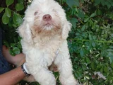 Irk Ve Sağlik Garanti̇  Malti̇poo Yavrularimiz