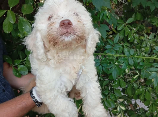 Irk Ve Sağlik Garanti̇  Malti̇poo Yavrularimiz görsel