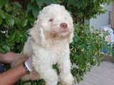 IRK VE SAĞLIK GARANTİ  MALTİPOO YAVRULARIMIZ