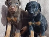 Safkan King Doberman Yavrular