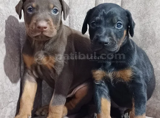 Safkan King Doberman Yavrular görsel