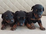 Safkan King Doberman Yavrular