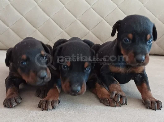 Safkan King Doberman Yavrular