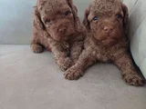 Safkan Toy Poodle Yavrular