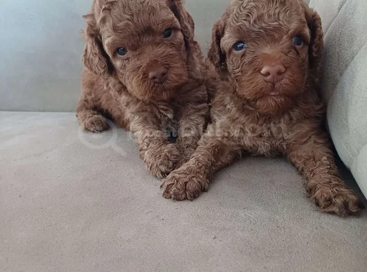 Safkan Toy Poodle Yavrular görsel