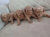 Safkan Toy Poodle Yavrular