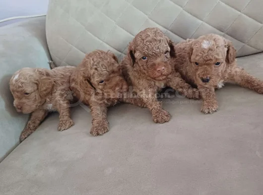 Safkan Toy Poodle Yavrular