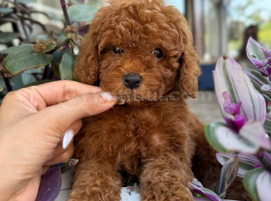 Toy Poodle Ev Ortamindan