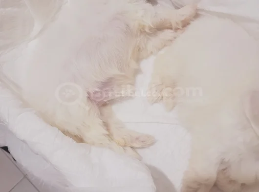 Minik Maltese Bebekler görsel