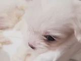 Minik Maltese Bebekler