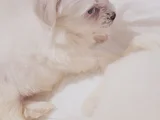 Minik Maltese Bebekler