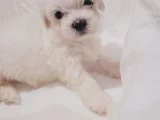 Minik Maltese Bebekler