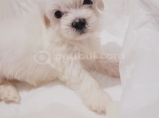 Minik Maltese Bebekler görsel