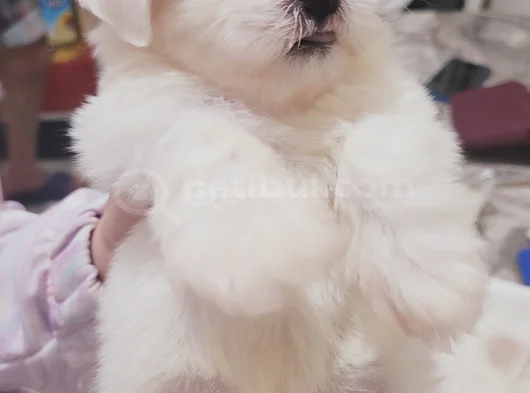 Minik Maltese Bebekler görsel
