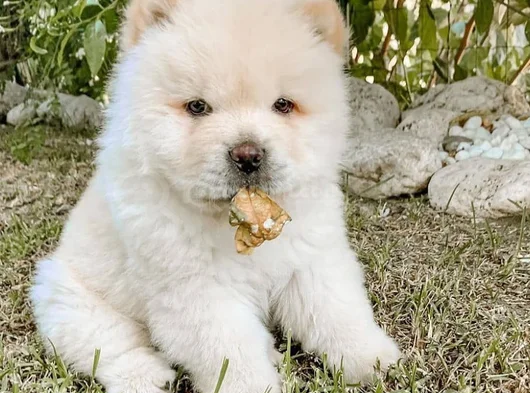 Harika Surat Çin Aslanı Chow Chow Erkek Dişi Yavrularımız görsel